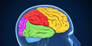 brain image