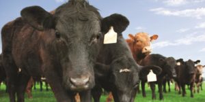 Beef for optimum wellness