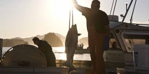 fresh salmon