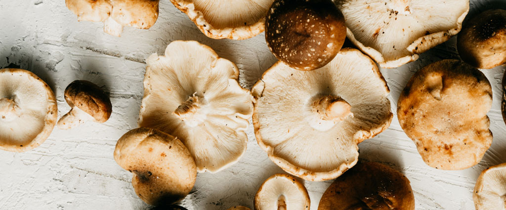 Shiitakes Are the Miracle Ingredient for This Plant-Based Protein