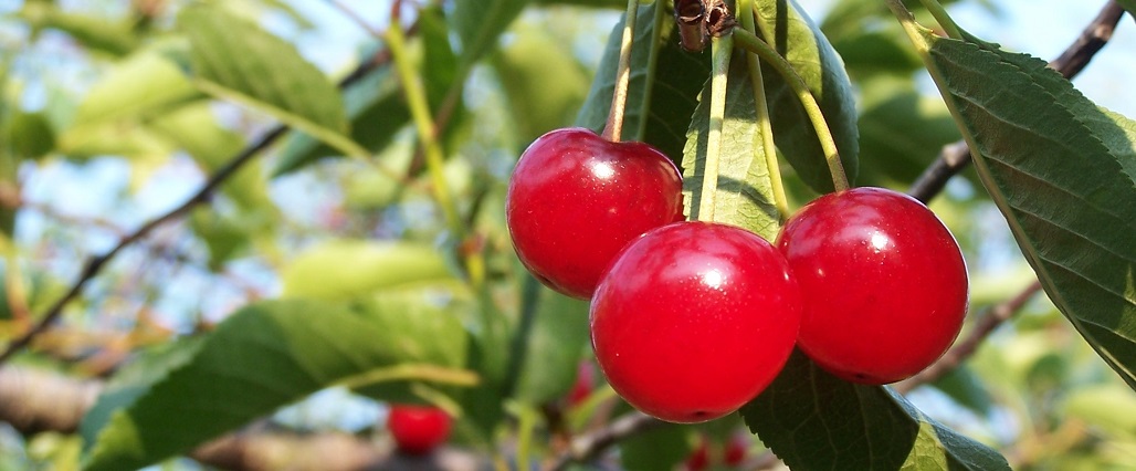 Tart Cherry Supplement