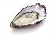 Oyster health