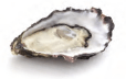 Oyster health