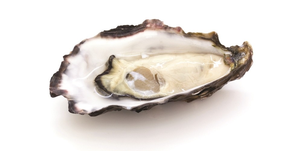 oyster health