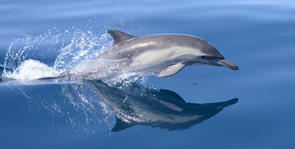 live naturally dolphin
