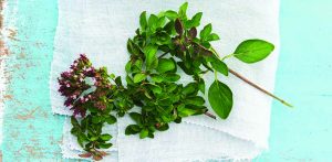 oregano