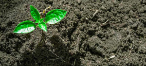 Educating Consumers on Organic