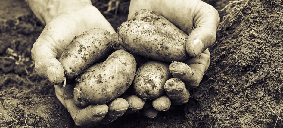 Potatoes, Politics, and Puffy Eyes: Fun Facts About the Humble Spud