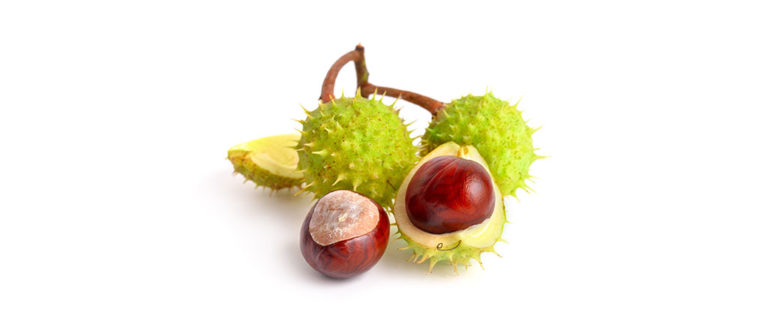 Horse Chestnut - Live Naturally Magazine