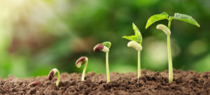 plants