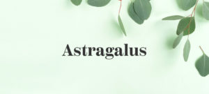 Astragalus