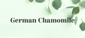 German chamomile