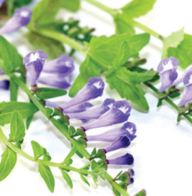 What You Need to Know About Skullcap