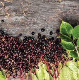 Elderberry Supplements: A Natural Way to Enhance Immune Health
