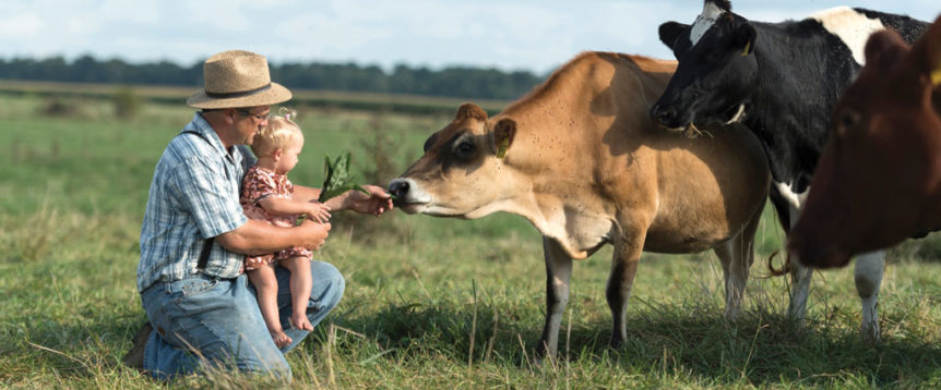 farmer and child feeding cows