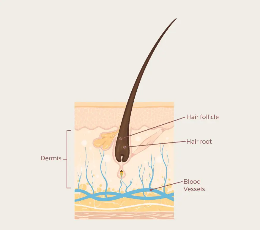 hair anatomy