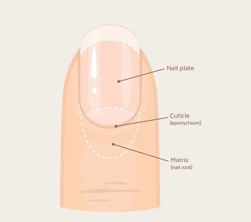 Nail Anatomy