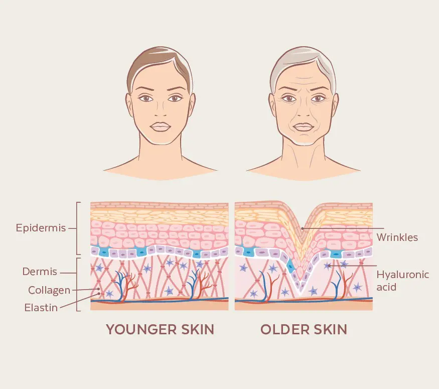 skin anatomy