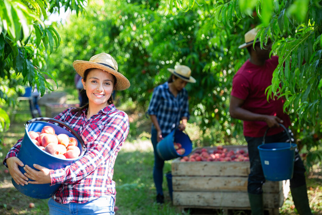 Happy female farmer with bucket of ripe peaches in the orchard